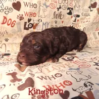 CKC Kingston, a male Cockapoo for sale in Winston-Salem, NC – 2 of 10
