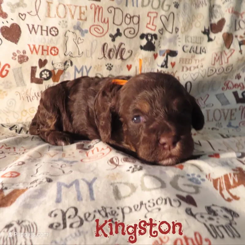 CKC Kingston – Cockapoo puppy for sale in Winston-Salem, NC