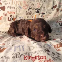 CKC Kingston, a male Cockapoo for sale in Winston-Salem, NC – 1 of 10