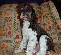 CKC Clementine, a female Cockapoo for sale in Winston-Salem, NC – Photo 3 of 10