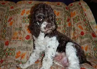 CKC Clementine, a female Cockapoo for sale in Winston-Salem, NC – Photo 5 of 10