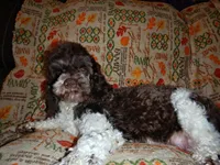 CKC Clementine, a female Cockapoo for sale in Winston-Salem, NC – Photo 2 of 10