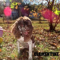 CKC Clementine, a female Cockapoo for sale in Winston-Salem, NC – Photo 10 of 10