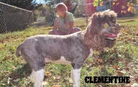 CKC Clementine, a female Cockapoo for sale in Winston-Salem, NC – Photo 9 of 10