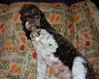 CKC Clementine, a female Cockapoo for sale in Winston-Salem, NC – Photo 6 of 10