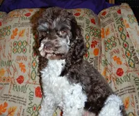 CKC Clementine, a female Cockapoo for sale in Winston-Salem, NC – Photo 1 of 10