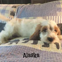Alaska, a male Cockapoo for sale in Winston-Salem, NC – 2 of 10