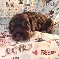 CKC Ryder, a male Cockapoo for sale in Winston-Salem, NC – 6 of 10