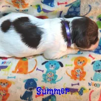 CKC Summer, a female Cockapoo for sale in Winston-Salem, NC – 10 of 10