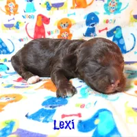 CKC Lexi, a female Cockapoo for sale in Winston-Salem, NC – 10 of 10