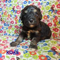 CKC Koda, a male Cockapoo for sale in Winston-Salem, NC – 4 of 10