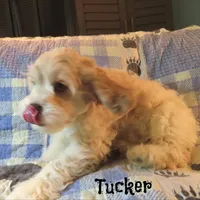  Tucker, a male Cockapoo for sale in Winston-Salem, NC – 7 of 10