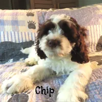 Chip, a male Cockapoo for sale in Winston-Salem, NC – 5 of 10