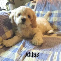  Atlas, a male Cockapoo for sale in Winston-Salem, NC – 6 of 10