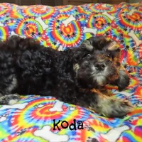 CKC Koda, a male Cockapoo for sale in Winston-Salem, NC – 4 of 10