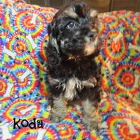 CKC Koda, a male Cockapoo for sale in Winston-Salem, NC – 6 of 10