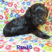 CKC Rambo, a male Cockapoo for sale in Winston-Salem, NC – 3 of 10