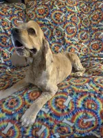 Paige, a female Cocker Spaniel for sale in Winston-Salem, NC – Photo 3 of 4