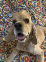 Paige, a female Cocker Spaniel for sale in Winston-Salem, NC – Photo 1 of 4