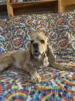 Paige, a female Cocker Spaniel for sale in Winston-Salem, NC – Photo 2 of 4