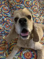 Paige, a female Cocker Spaniel for sale in Winston-Salem, NC – Photo 4 of 4