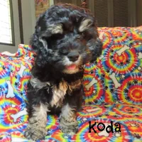 CKC Koda, a male Cockapoo for sale in Winston-Salem, NC – 7 of 10