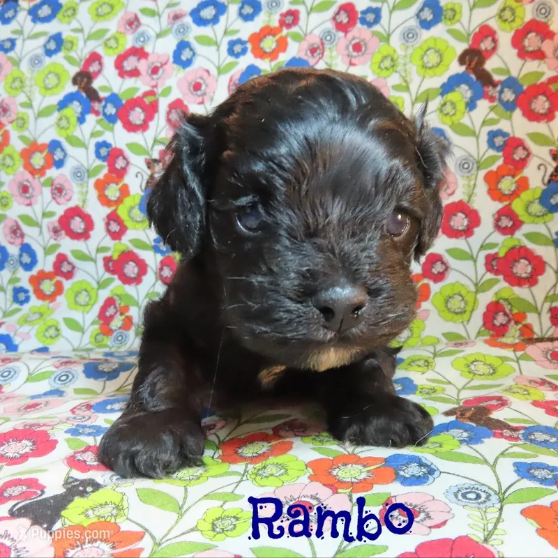 CKC Rambo – Cockapoo puppy for sale in Winston-Salem, NC