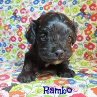 CKC Rambo, a male Cockapoo for sale in Winston-Salem, NC – 1 of 10