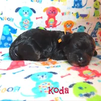 CKC Koda, a male Cockapoo for sale in Winston-Salem, NC – 9 of 10