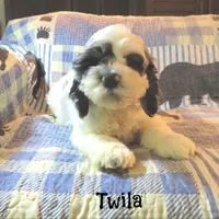  Twila, a female Cockapoo for sale in Winston-Salem, NC – 8 of 10