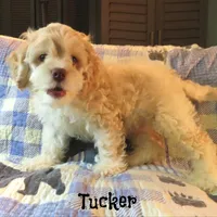  Tucker, a male Cockapoo for sale in Winston-Salem, NC – 3 of 10