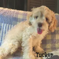  Tucker, a male Cockapoo for sale in Winston-Salem, NC – 2 of 10