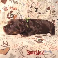 CKC Bentley, a male Cockapoo for sale in Winston-Salem, NC – 4 of 10