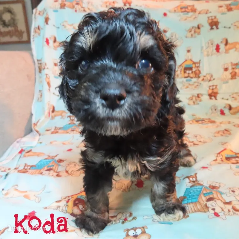 CKC Koda – Cockapoo puppy for sale in Winston-Salem, NC
