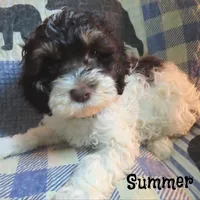 CKC Summer, a female Cockapoo for sale in Winston-Salem, NC – 3 of 10