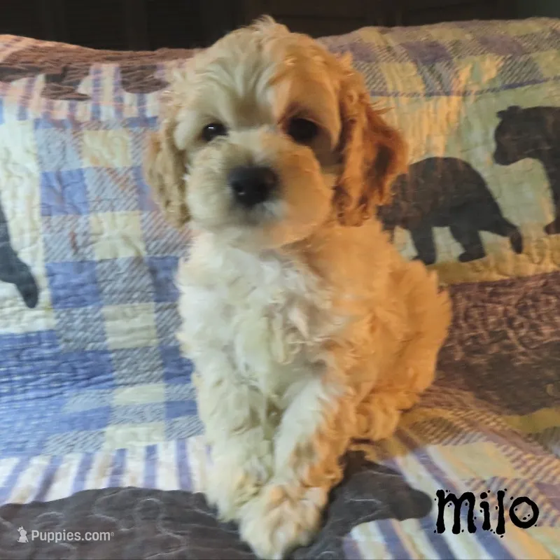 CKC Milo – Cockapoo puppy for sale in Winston-Salem, NC