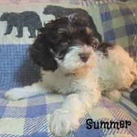 CKC Summer, a female Cockapoo for sale in Winston-Salem, NC – 6 of 10
