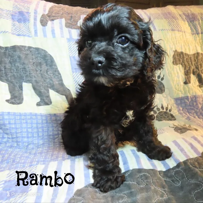 CKC Rambo – Cockapoo puppy for sale in Winston-Salem, NC