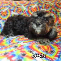 CKC Koda, a male Cockapoo for sale in Winston-Salem, NC – 8 of 10