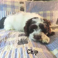 Chip, a male Cockapoo for sale in Winston-Salem, NC – 6 of 10
