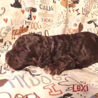 CKC Lexi, a female Cockapoo for sale in Winston-Salem, NC – 4 of 10