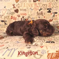 CKC Kingston, a male Cockapoo for sale in Winston-Salem, NC – 5 of 10