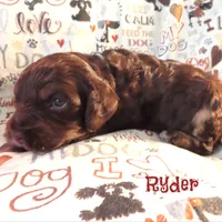 CKC Ryder, a male Cockapoo for sale in Winston-Salem, NC – 2 of 10