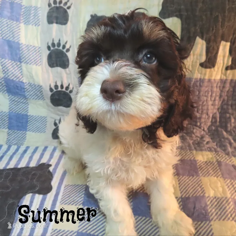 CKC Summer – Cockapoo puppy for sale in Winston-Salem, NC