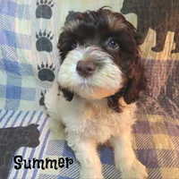CKC Summer, a female Cockapoo for sale in Winston-Salem, NC – 1 of 10