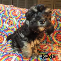 CKC Koda, a male Cockapoo for sale in Winston-Salem, NC – 2 of 10