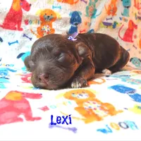 CKC Lexi, a female Cockapoo for sale in Winston-Salem, NC – 8 of 10