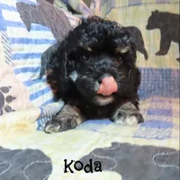 CKC Koda, a male Cockapoo for sale in Winston-Salem, NC – 10 of 10