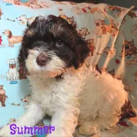 CKC Summer, a female Cockapoo for sale in Winston-Salem, NC – 9 of 10