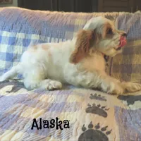 Alaska, a male Cockapoo for sale in Winston-Salem, NC – 5 of 10
